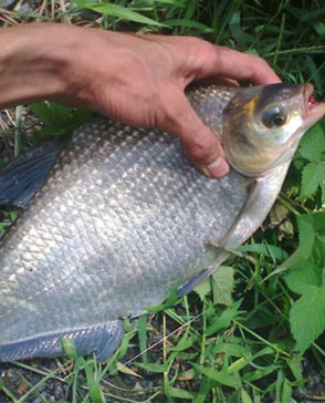 明吉農產(chǎn)品配送,重慶農產(chǎn)品配送,重慶土雞,重慶土鴨,重慶農家樂,蔬菜配送,重慶蔬菜配送,重慶食品配送,食品配送公司,重慶肉禽.重慶配送公司.重慶富民農場